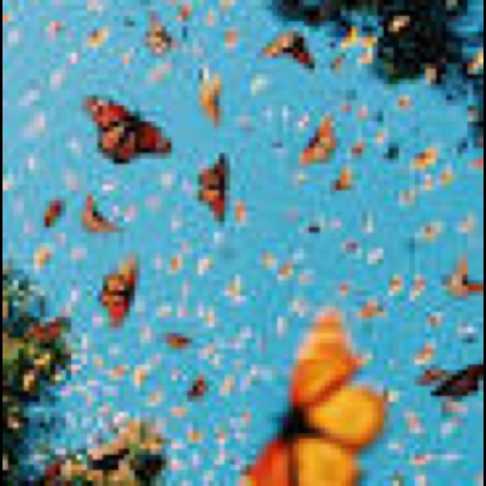 Meet your Posher, Carolin